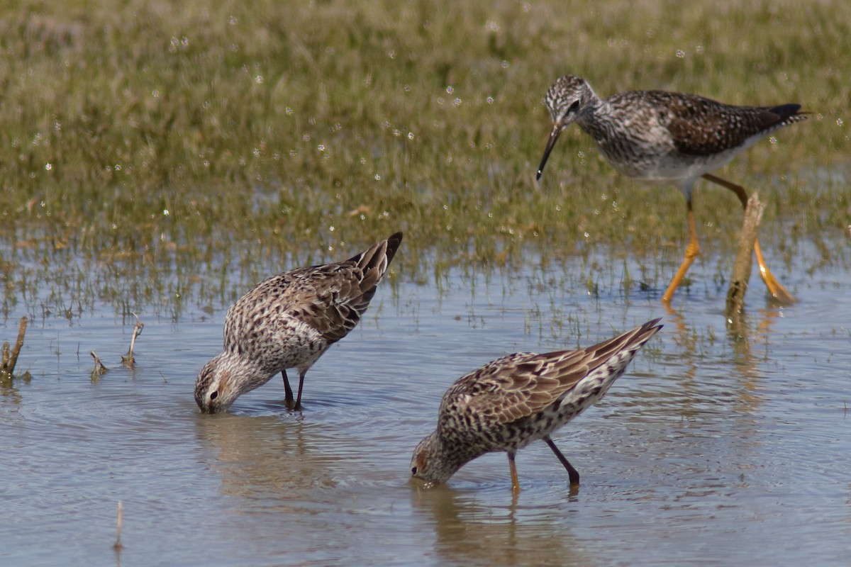 Stilt Sandpiper - ML617368878