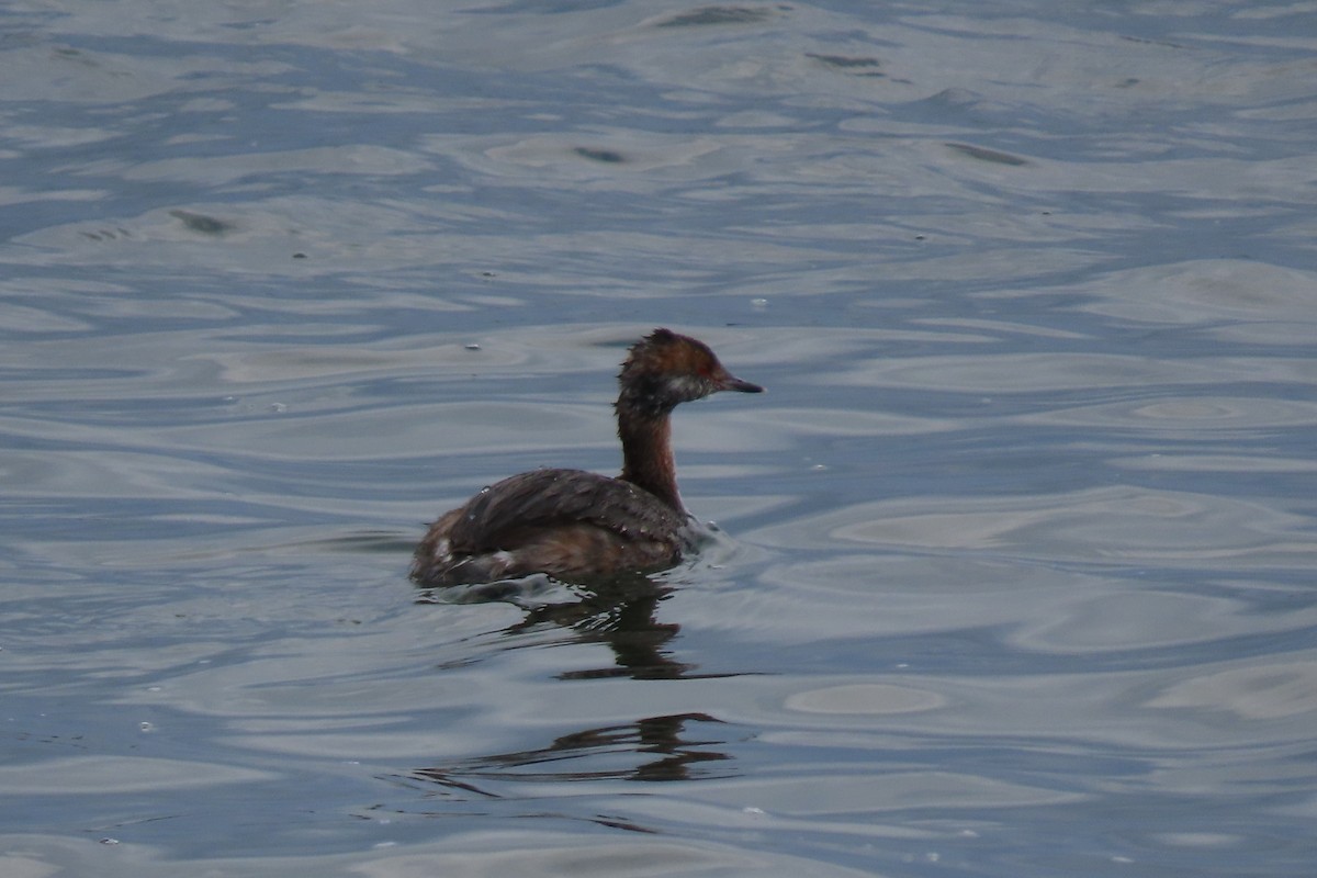 Horned Grebe - Santos Rodriguez