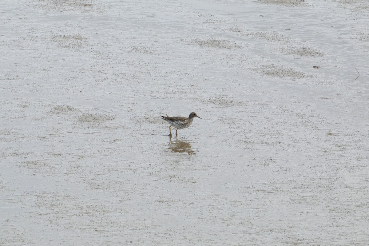 Common Redshank - Joseph Sigrist