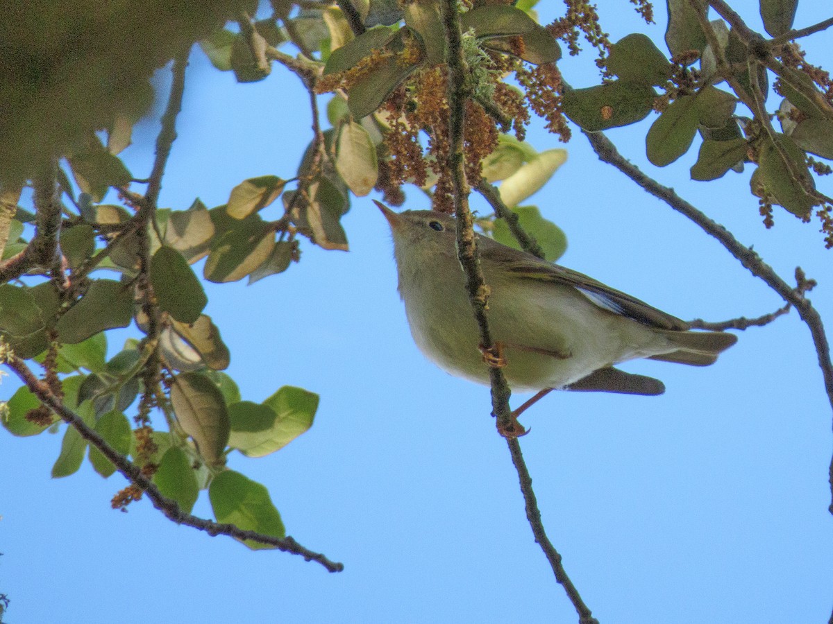 Western Bonelli's Warbler - Antonio Xeira