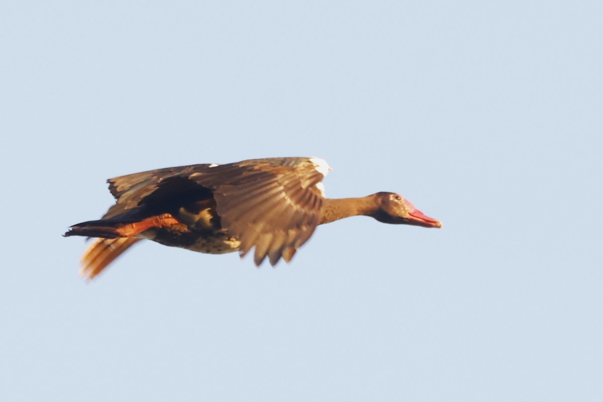 Spur-winged Goose (Southern) - ML617368987