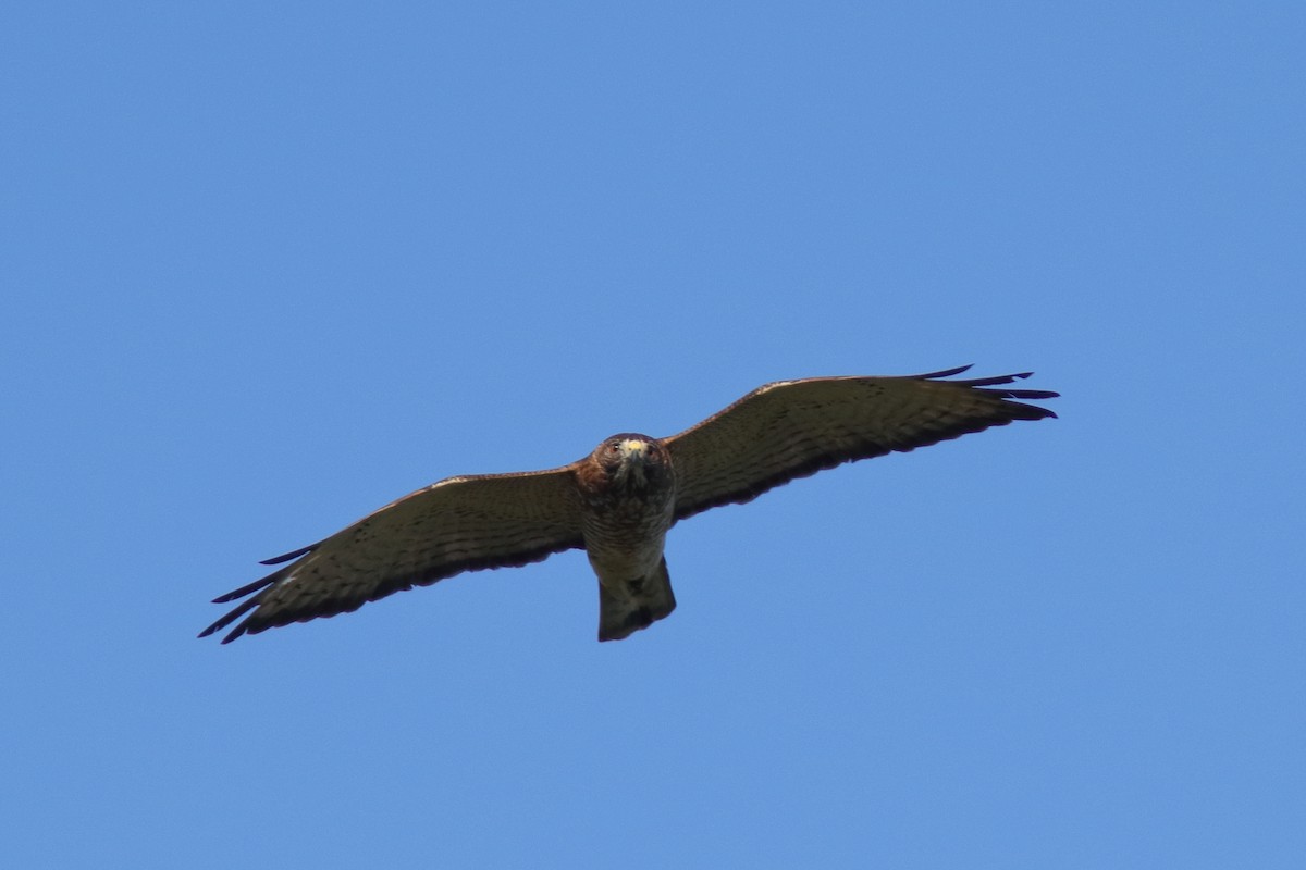 Broad-winged Hawk - ML617368996