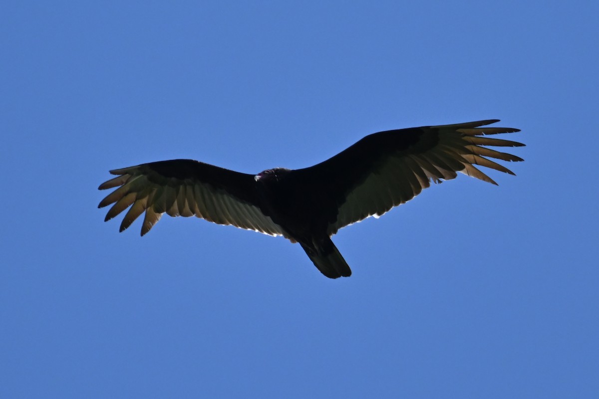 Turkey Vulture - ML617369019