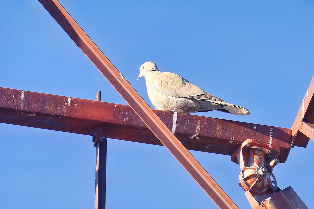 Eurasian Collared-Dove - ML617369024