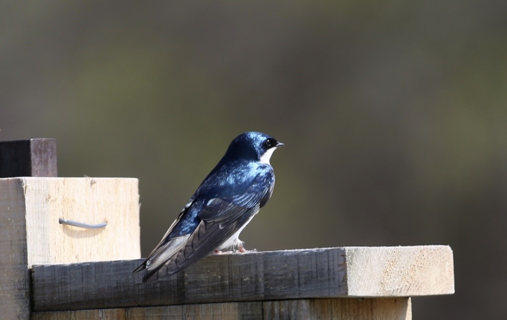 Tree Swallow - ML617369027