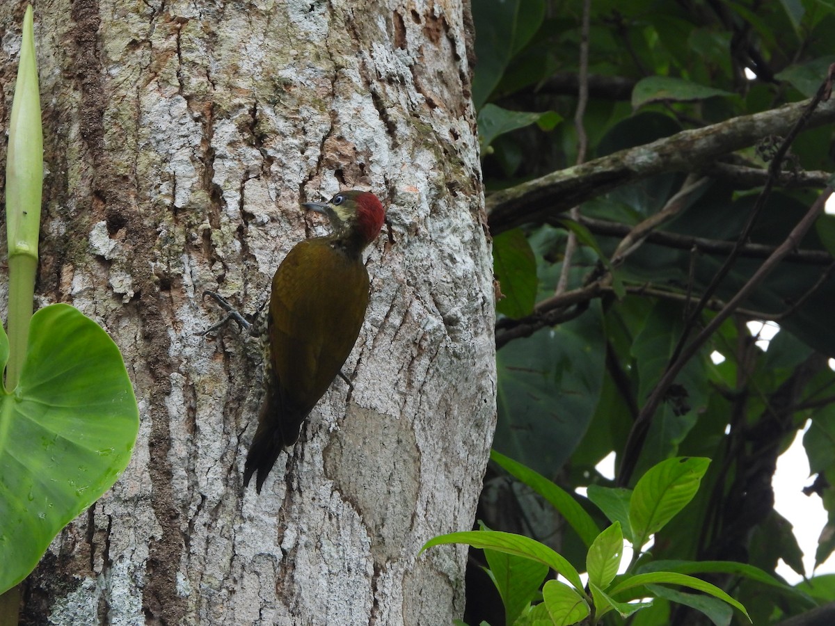 Stripe-cheeked Woodpecker - Henry Griffin