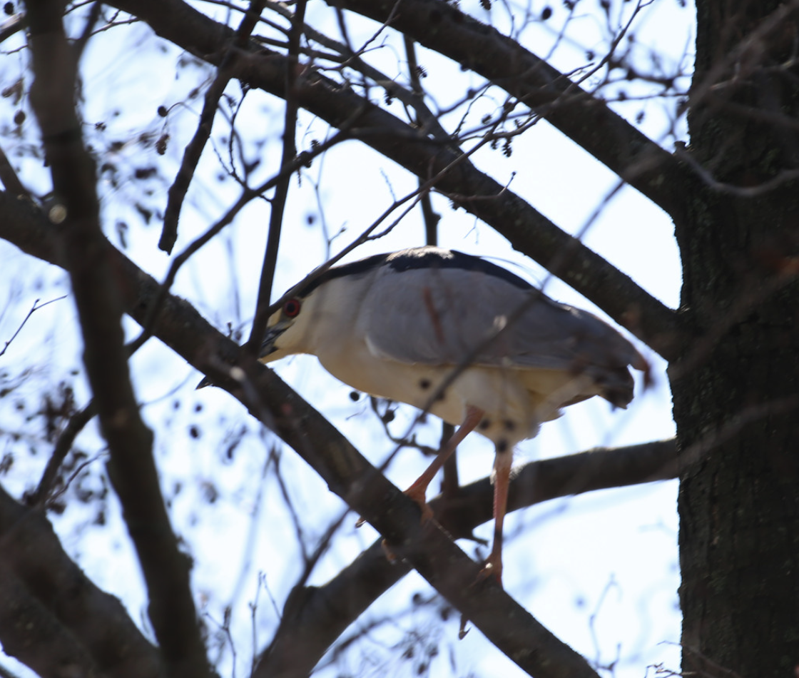 Black-crowned Night Heron - ML617369051