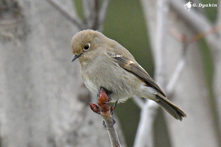 Blue-capped Redstart - ML617369092