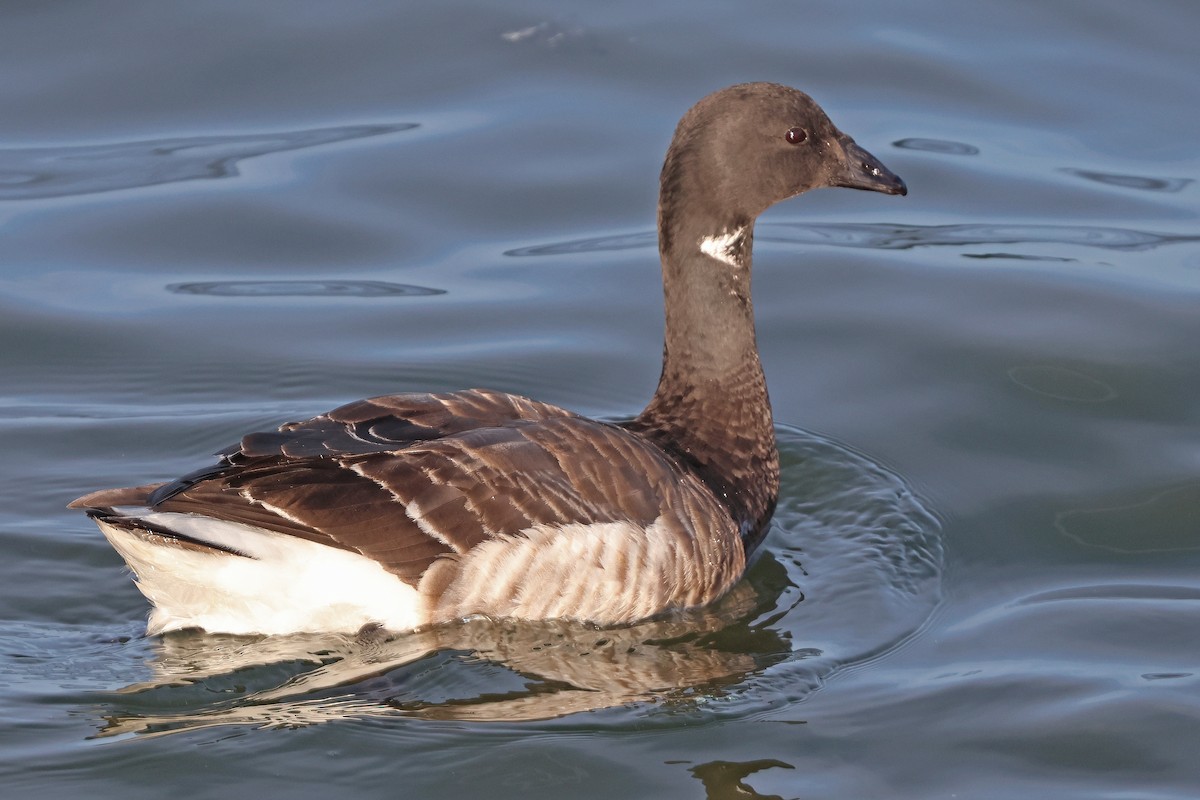 Brant - ML617369122