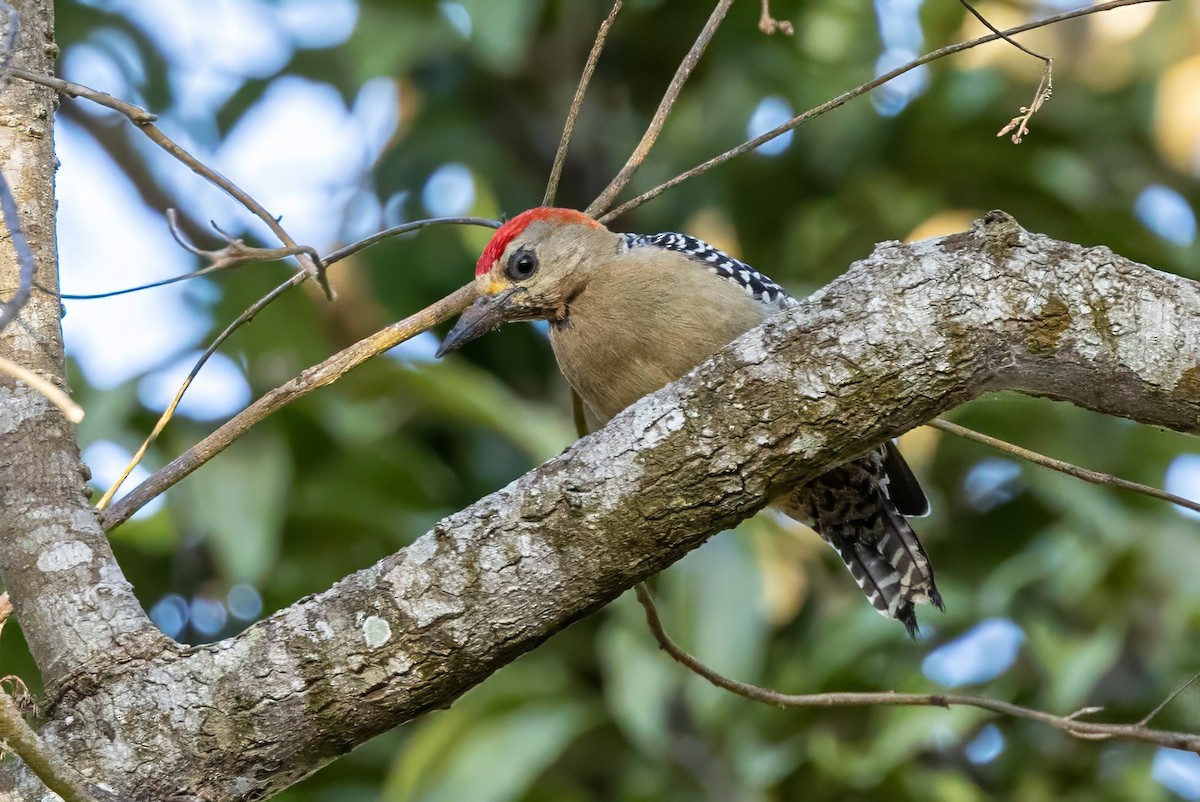 Red-crowned Woodpecker - Sandy & Bob Sipe