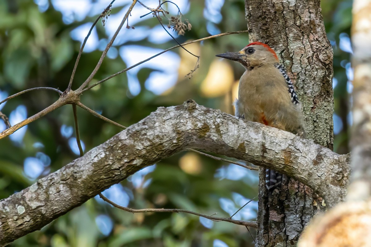Red-crowned Woodpecker - Sandy & Bob Sipe