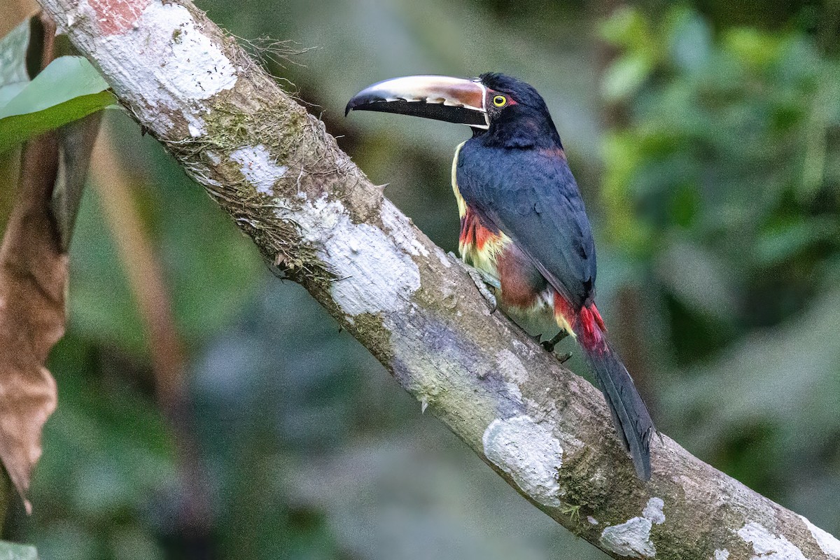 Collared Aracari - ML617369216