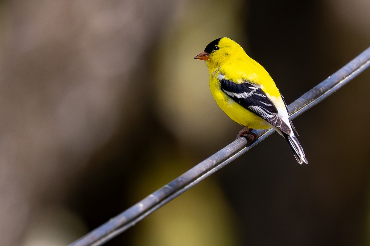 American Goldfinch - Lance Runion 🦤