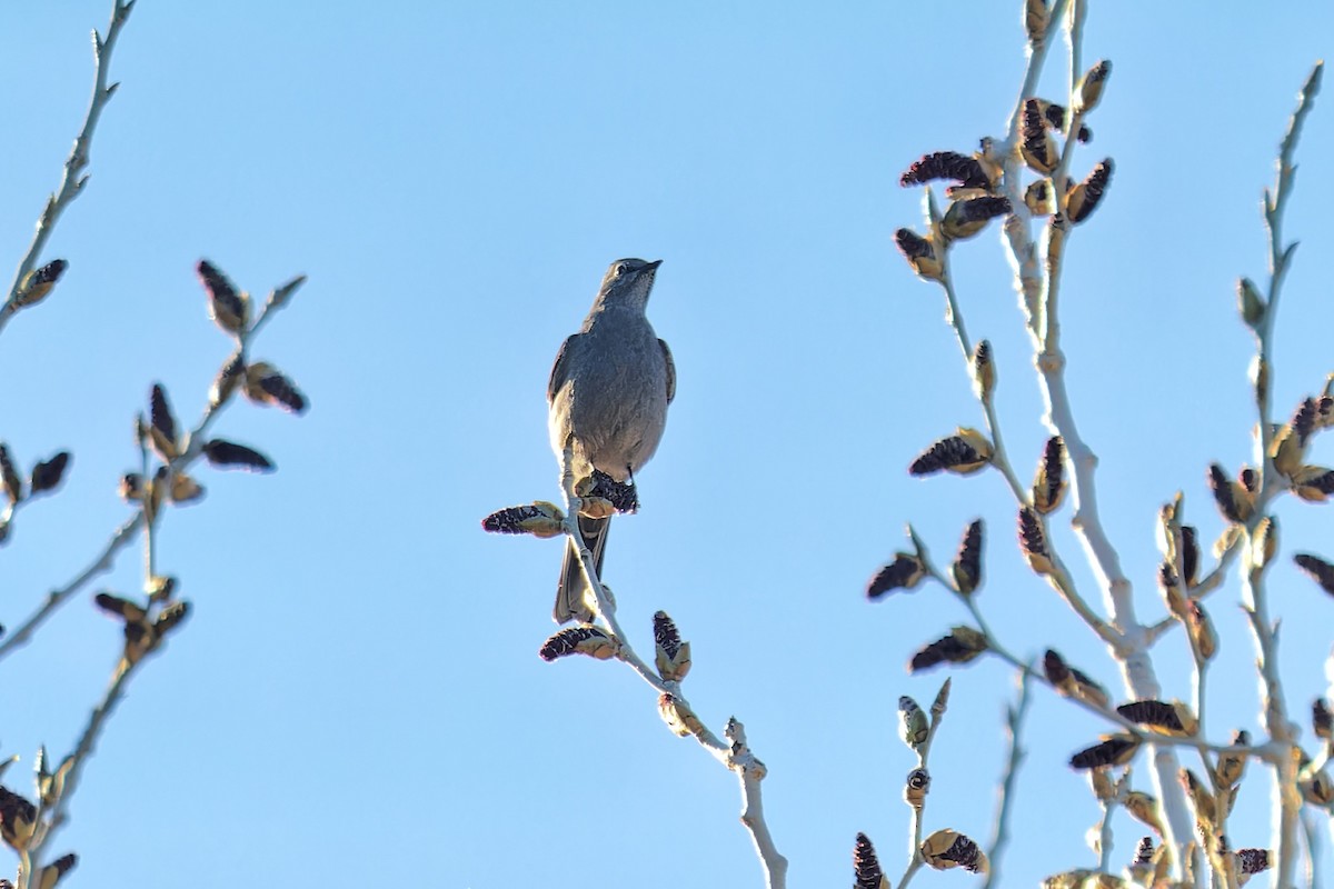 Townsend's Solitaire - Bob Walker