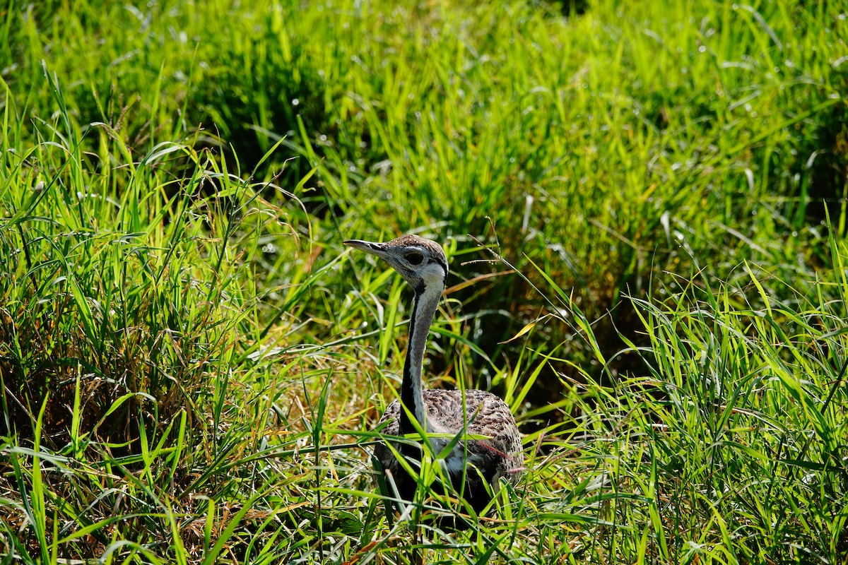 Black-bellied Bustard - ML617369257