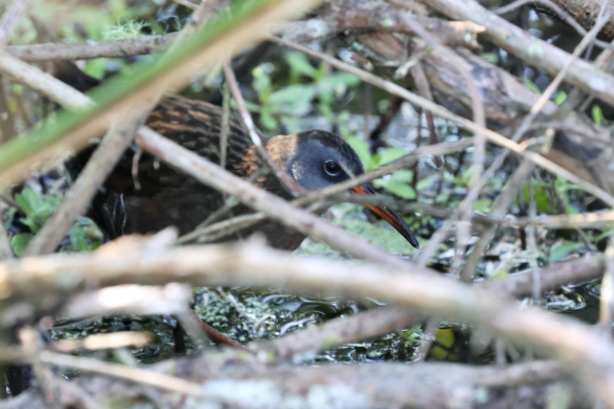 Virginia Rail - ML617369319