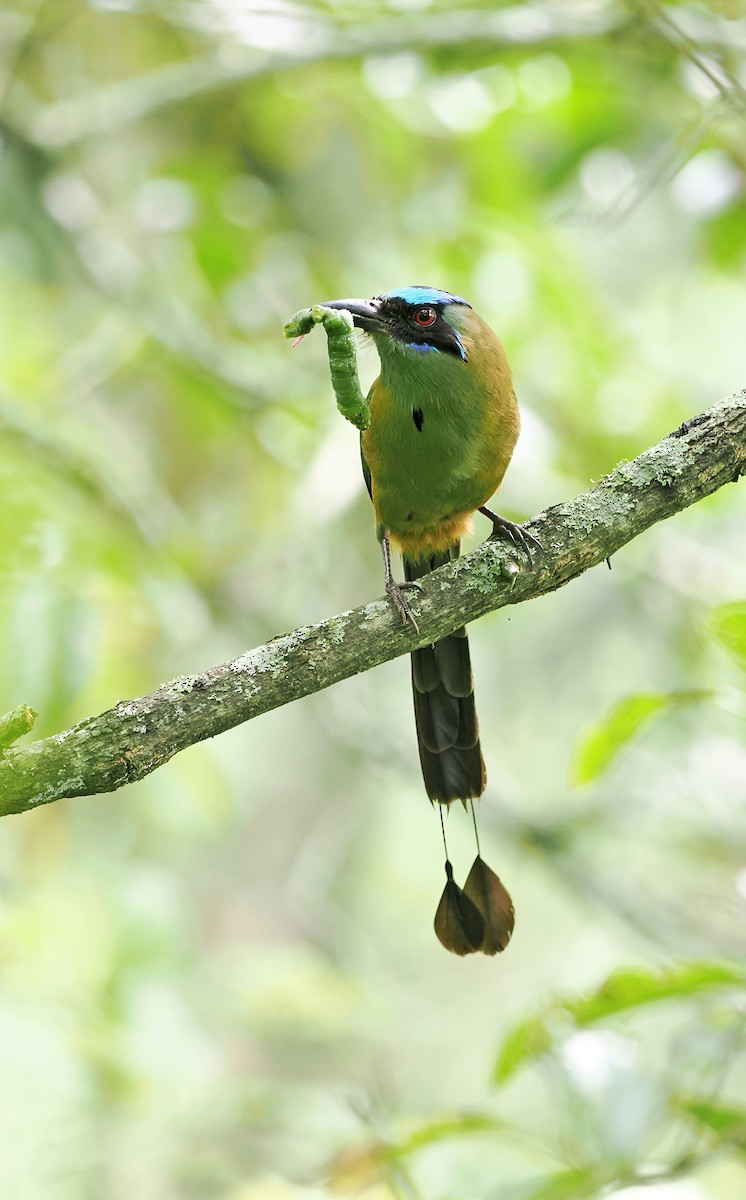 momot houkavý (ssp. argenticinctus) - ML617369335