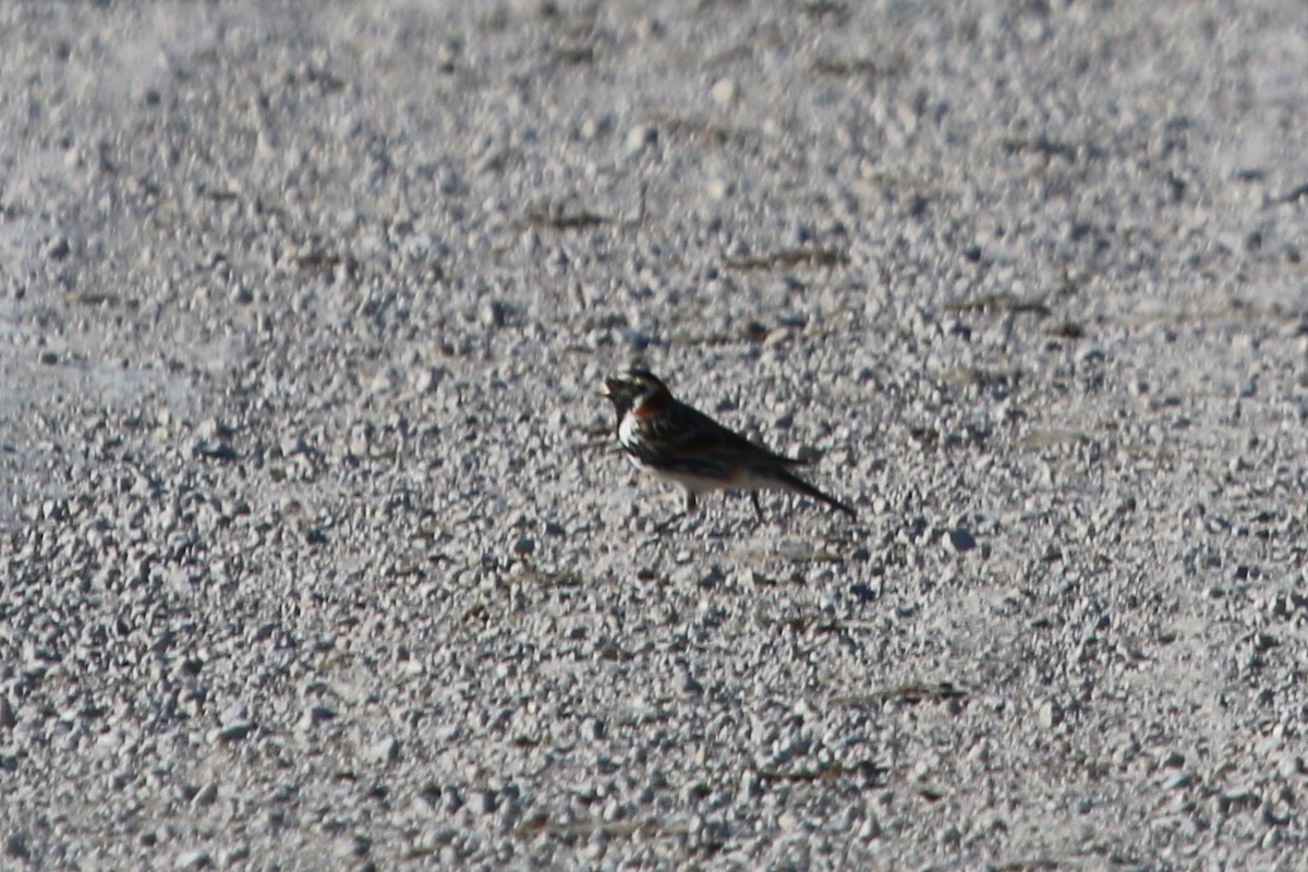 Lapland Longspur - ML617369379