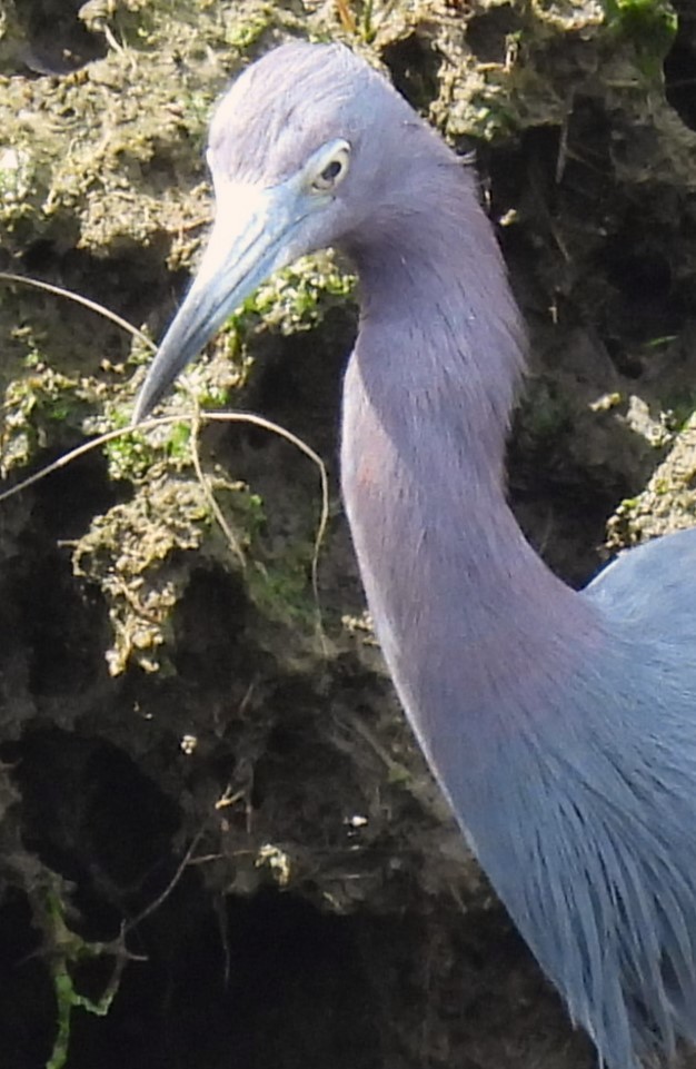 Little Blue Heron - ML617369390