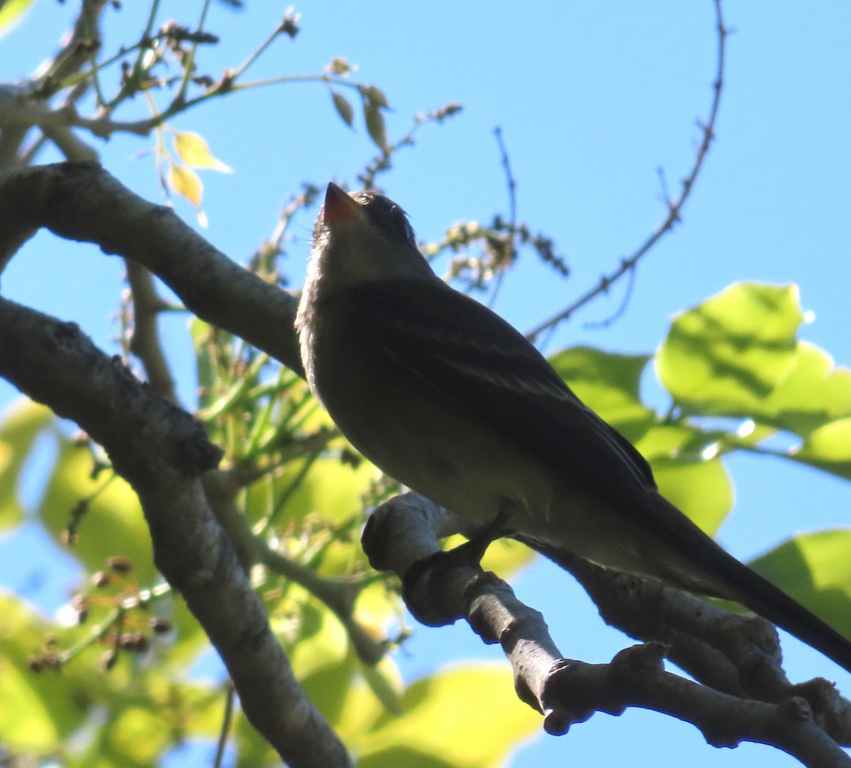 Eastern Wood-Pewee - ML617369445