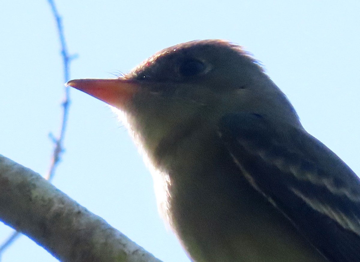 Eastern Wood-Pewee - ML617369449