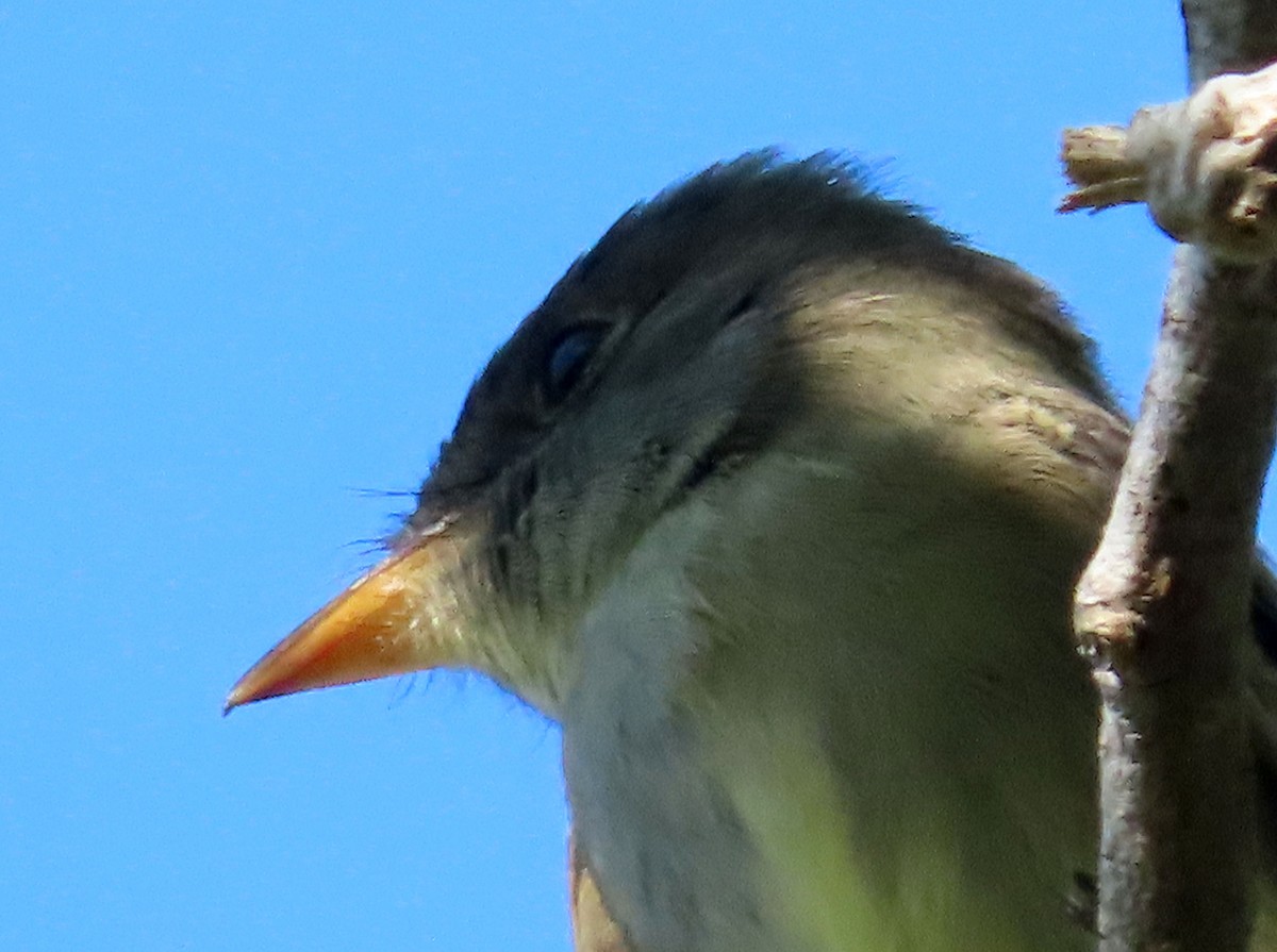 Eastern Wood-Pewee - ML617369463