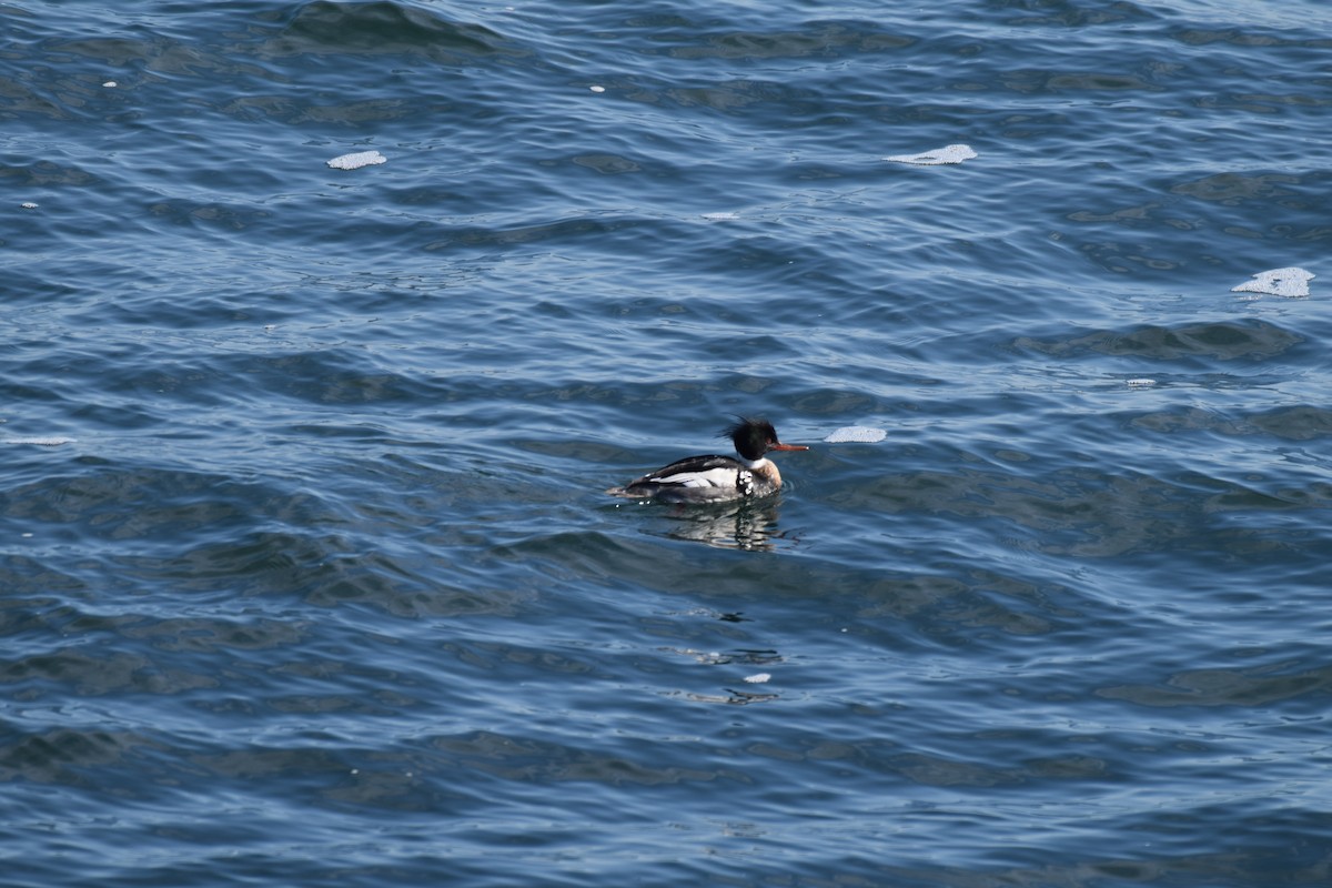 Red-breasted Merganser - ML617369483