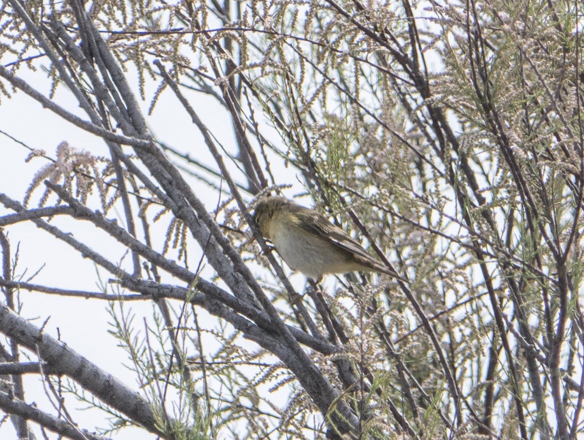 Willow Warbler - Livia .