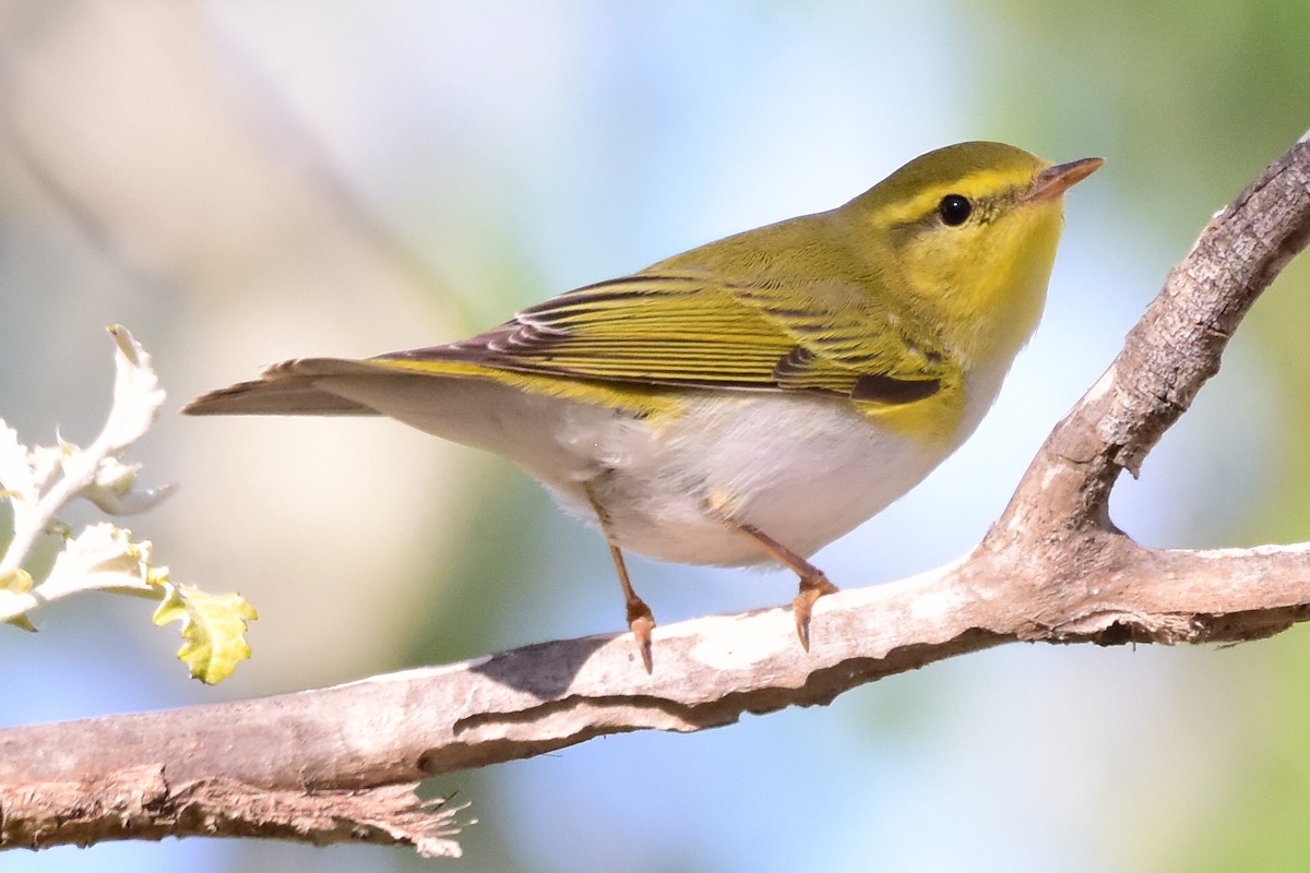 Wood Warbler - ML617369500