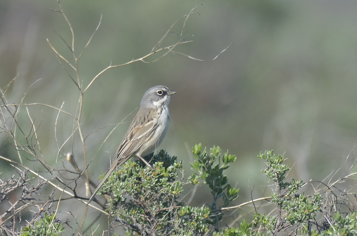 Sagebrush Sparrow - ML617369508