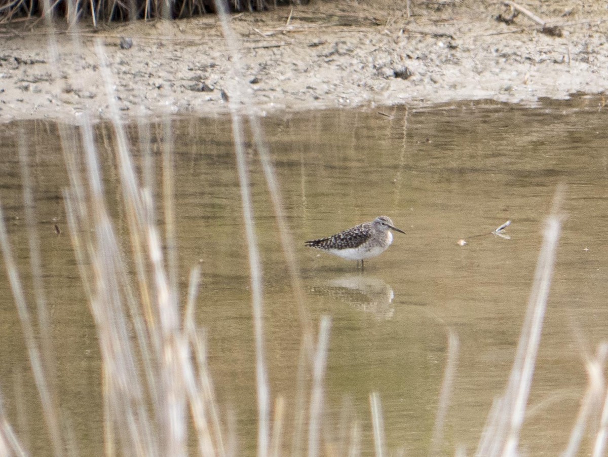 Wood Sandpiper - ML617369515