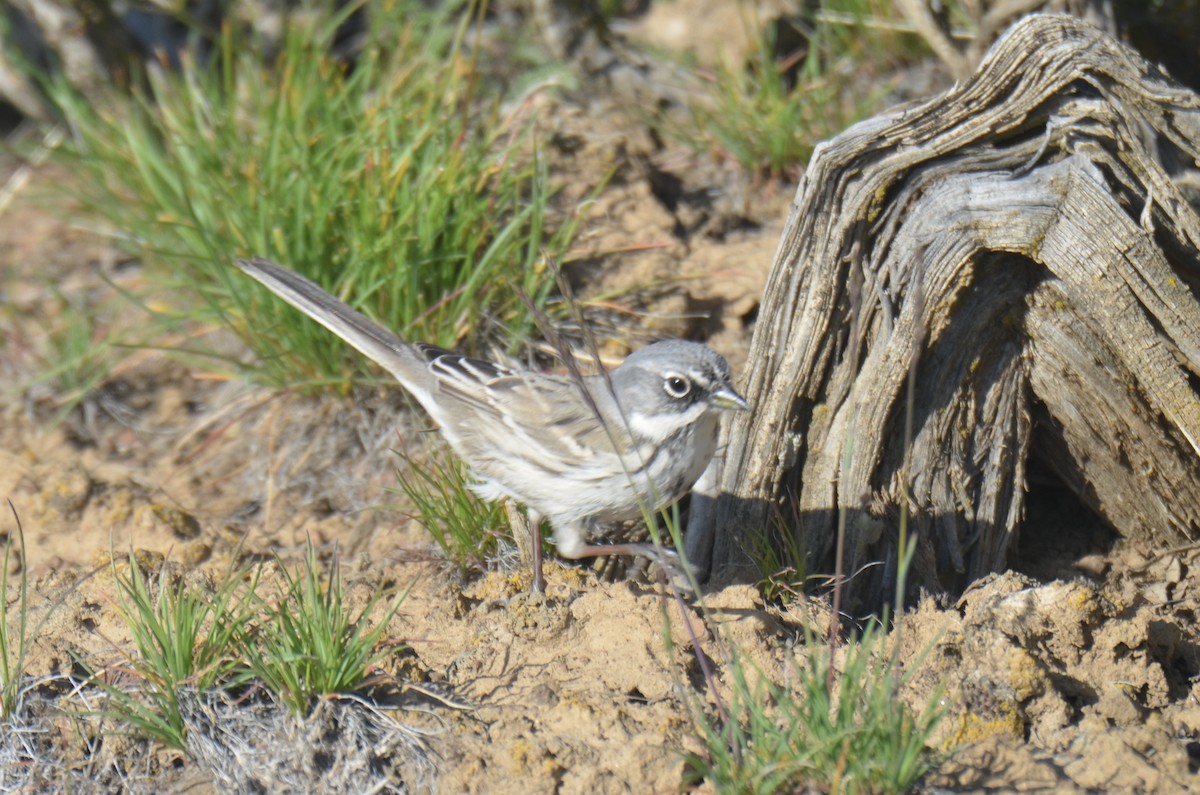 Sagebrush Sparrow - ML617369522