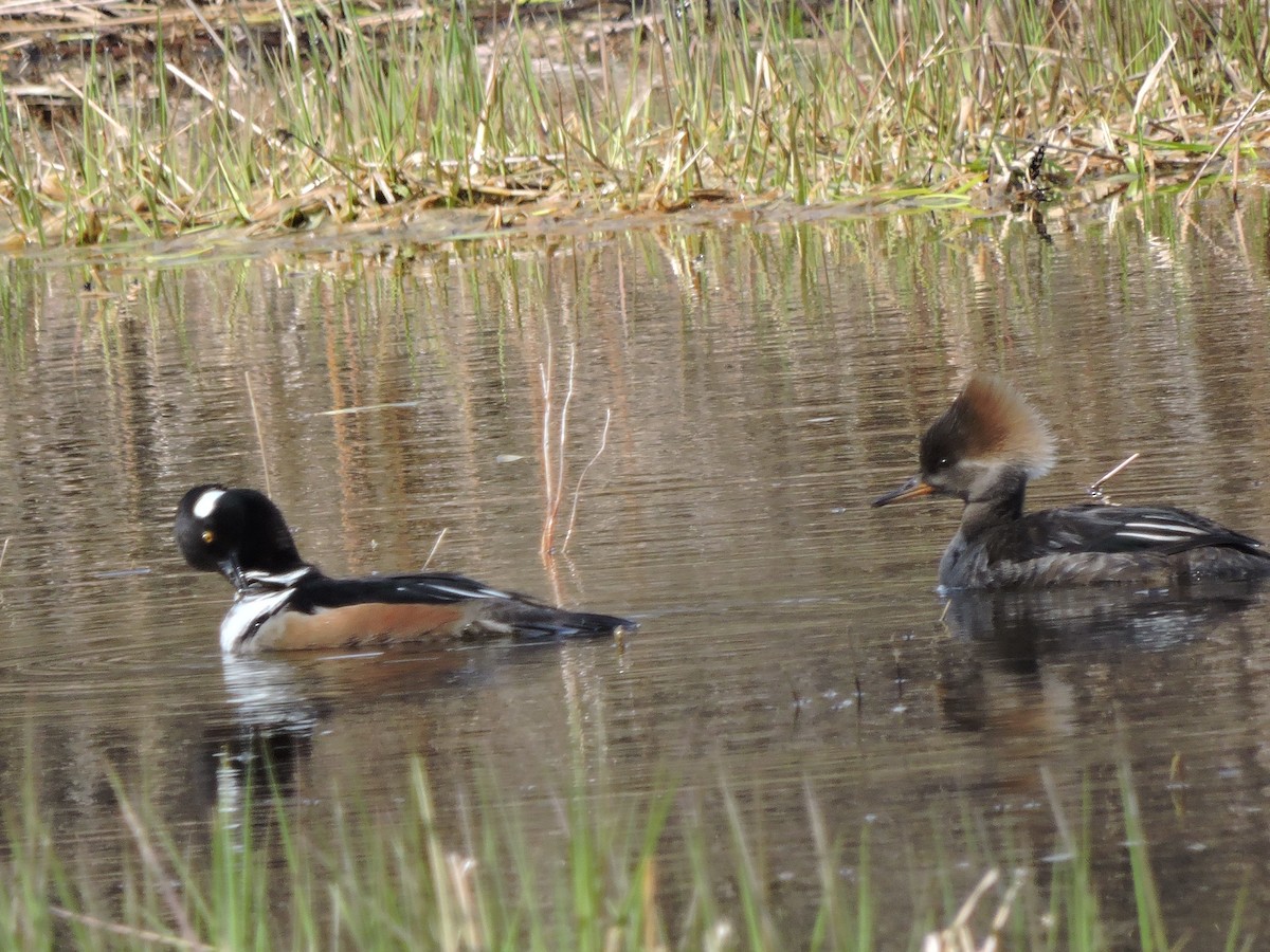 Hooded Merganser - ML617369523