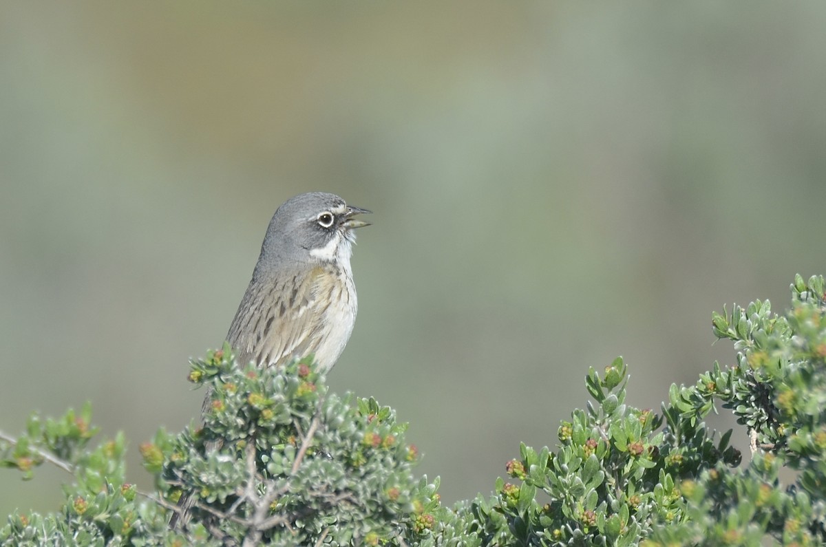 Sagebrush Sparrow - ML617369528