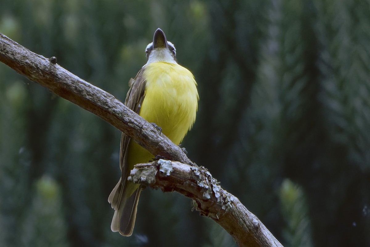 Boat-billed Flycatcher - ML617369531