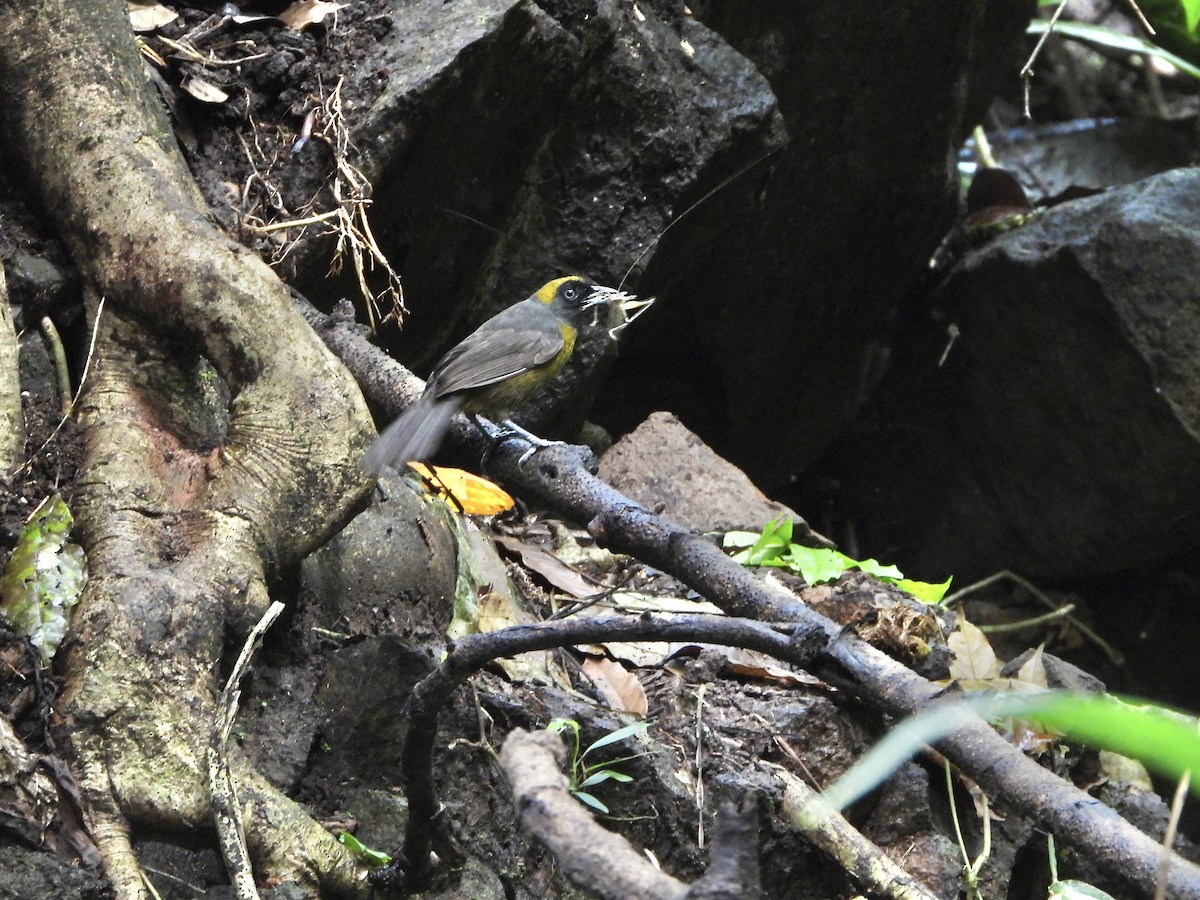 Dusky-faced Tanager - Henry Griffin