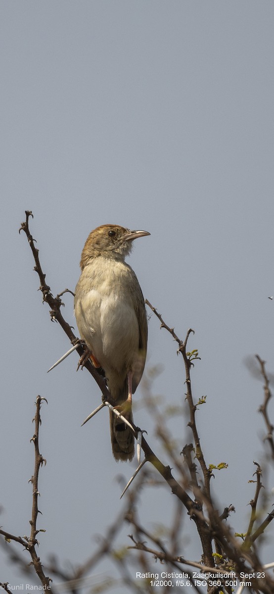 Rattling Cisticola - Sunil Ranade