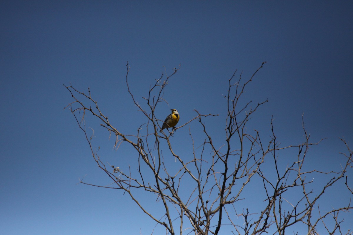 Chihuahuan Meadowlark - Guy David