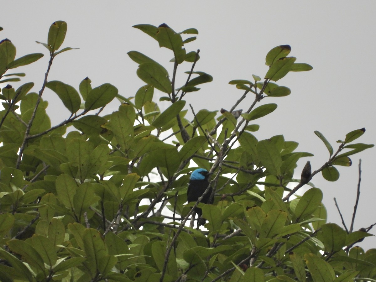 Dacnis à cuisses rouges - ML617369625