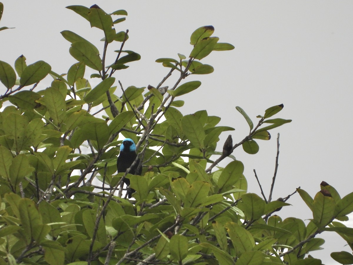 Dacnis à cuisses rouges - ML617369626