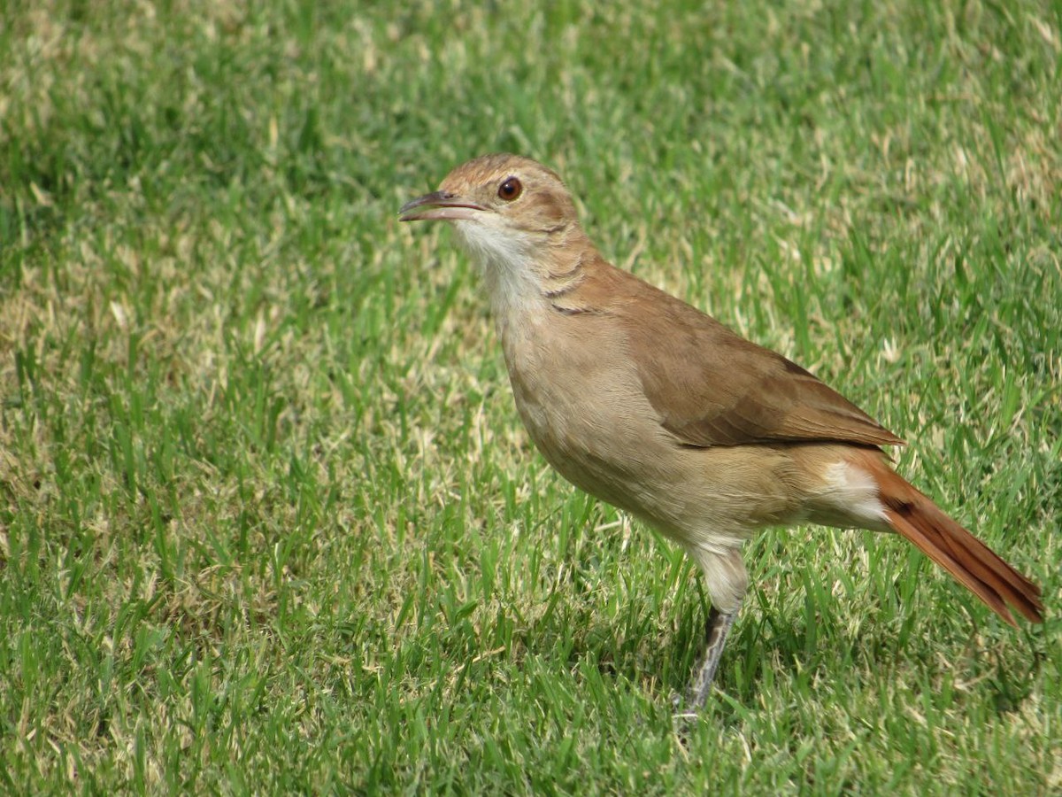 Rufous Hornero - ML617369627