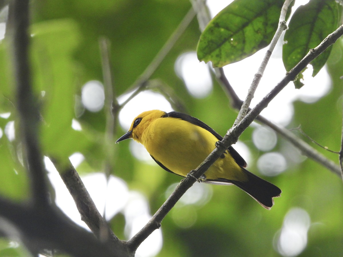 Black-and-yellow Tanager - Henry Griffin