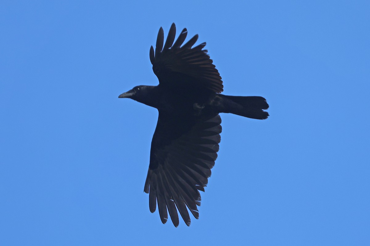 American Crow - ML617369679