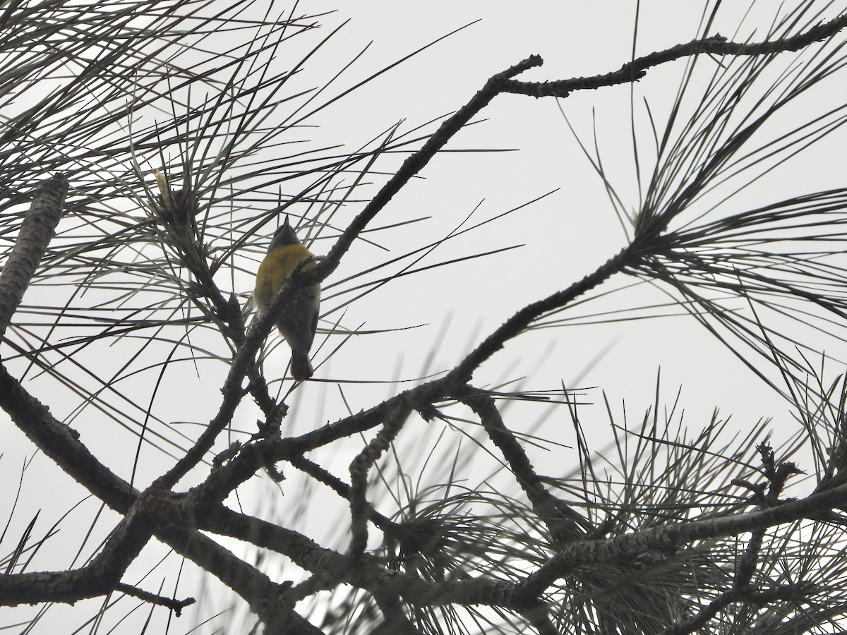 Bananaquit - Henry Griffin