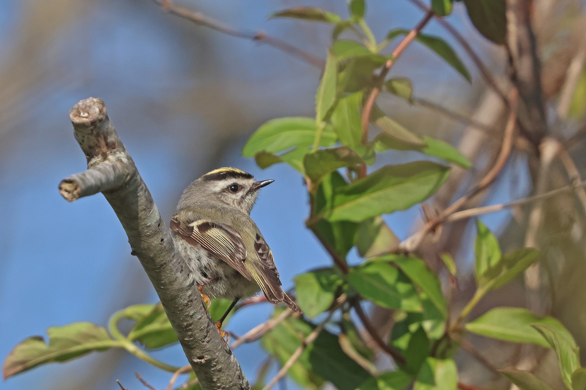 Golden-crowned Kinglet - ML617369697