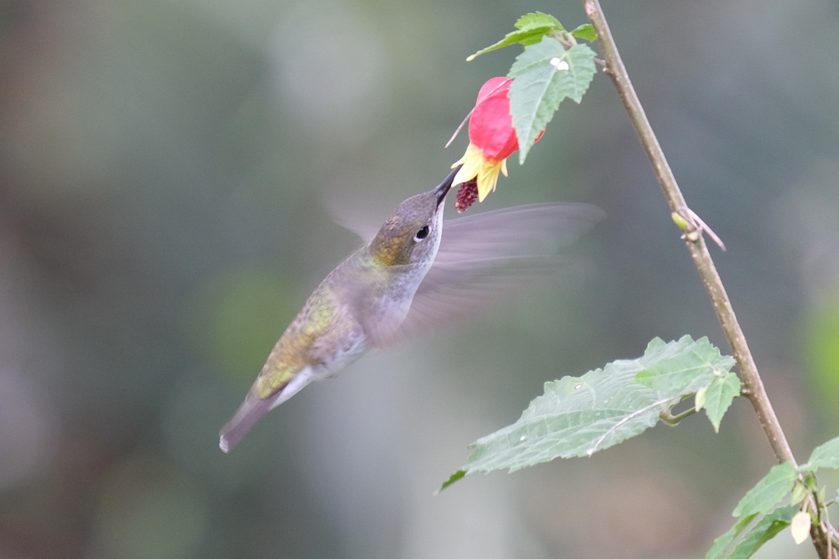kolibřík bělobřichý - ML617369703