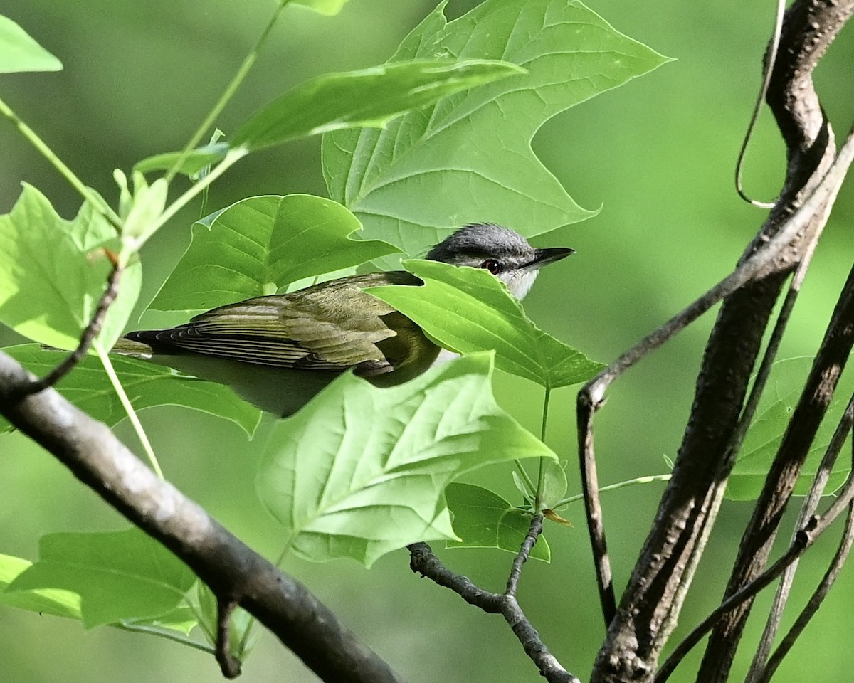 Vireo Ojirrojo - ML617369730