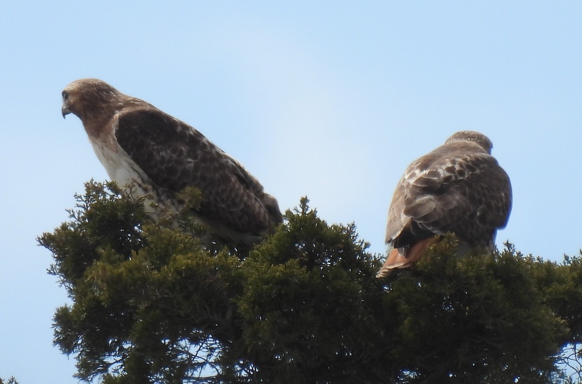 Red-tailed Hawk - ML617369731