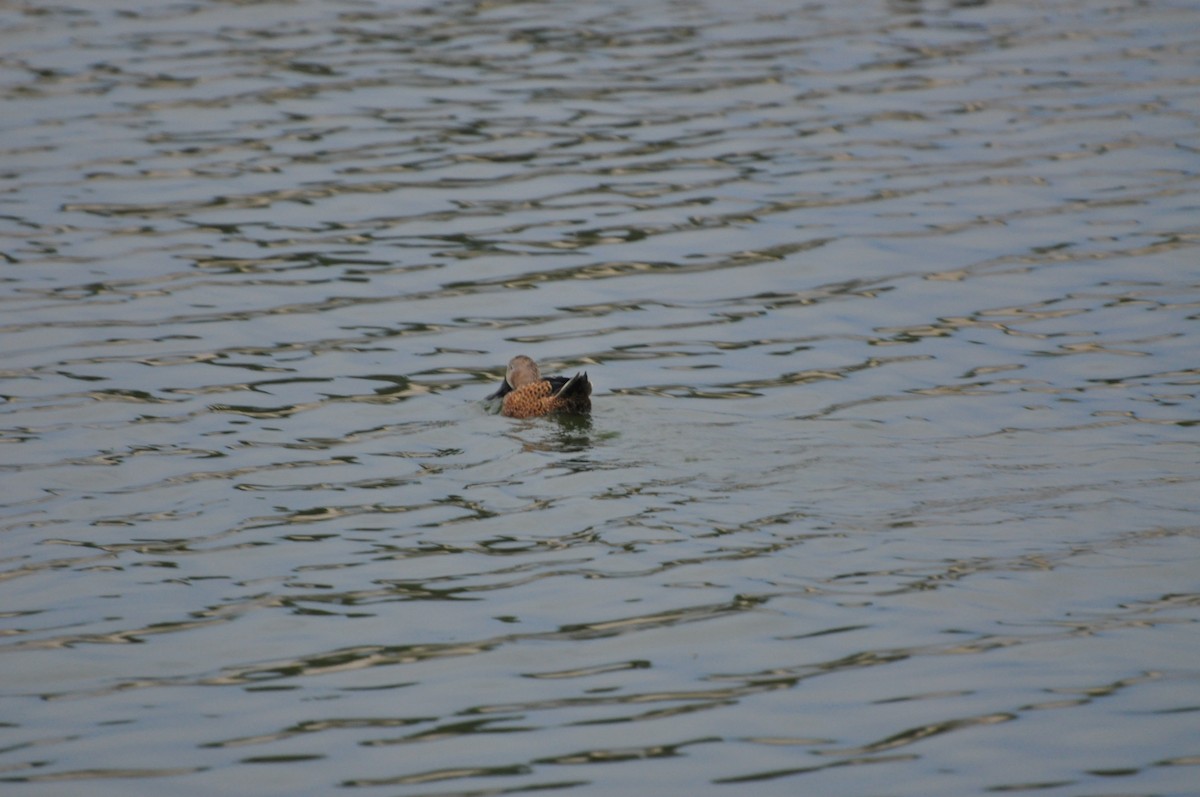 Red Shoveler - ML617369741