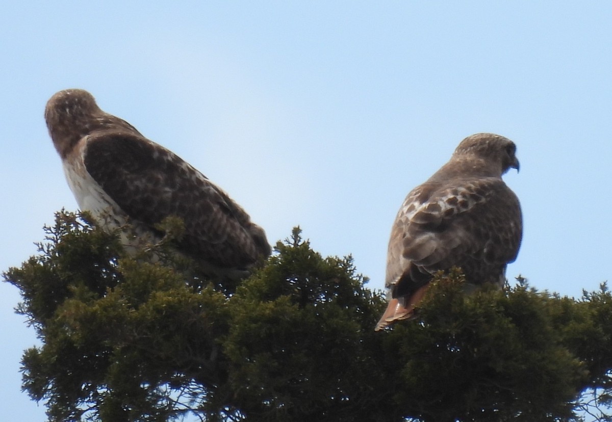 Red-tailed Hawk - ML617369765